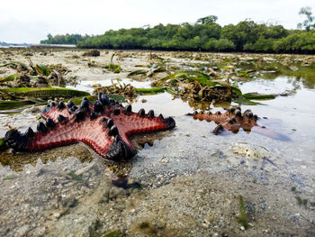 View of a turtle in lake