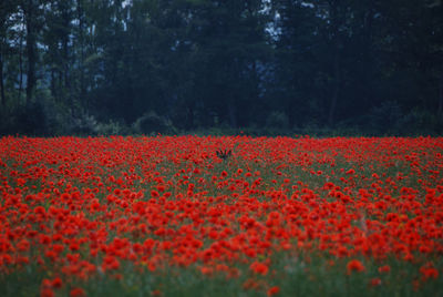 View of red flowers on land