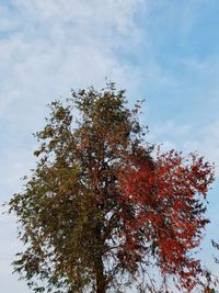 Low angle view of tree against sky