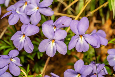 Close-up of purple flowering plants