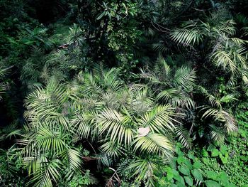 High angle view of pine tree