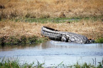 View of crocodile in the river