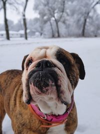 Dog standing on snow covered field