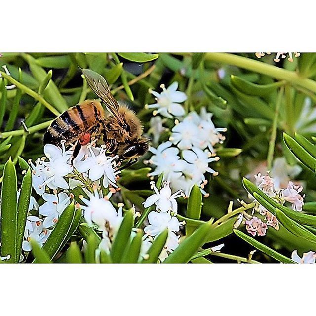 transfer print, auto post production filter, growth, plant, flower, leaf, freshness, green color, nature, fragility, close-up, beauty in nature, white color, stem, day, outdoors, blooming, no people, green, focus on foreground