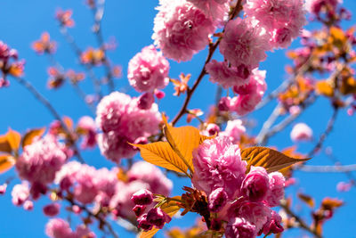 Low angle view of pink cherry blossom