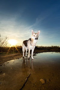 View of dog standing on beach