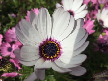 Close-up of white flower