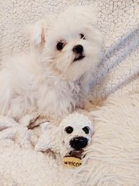 Close-up portrait of dog