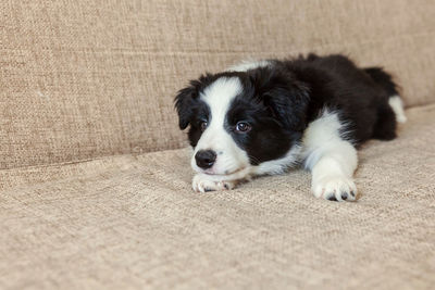 High angle view of puppy on floor