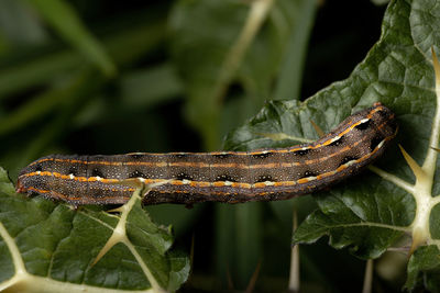 Close-up of insect on leaf