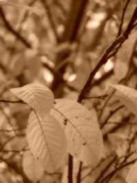 Close-up of leaves