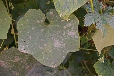 High angle view of wet leaves