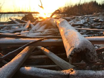 Close-up of logs in snow