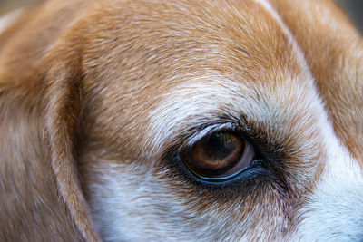 Strong purebred beagle in the eye