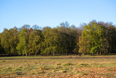 Trees on field against clear sky