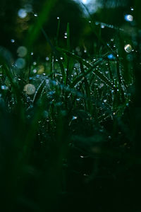 Close-up of water drops on blade of grass