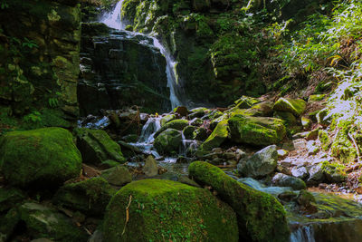 Scenic view of waterfall in forest