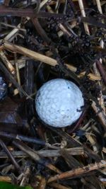 High angle view of mushrooms growing on field