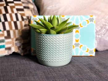 Close-up of succulent plant on table