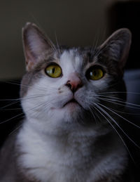 Close-up portrait of cat at home
