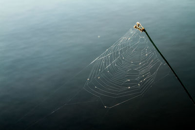 High angle view of spider web over lake