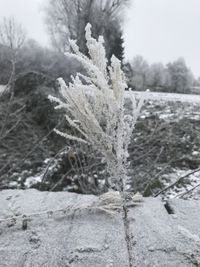 Close-up of frozen tree on field against sky