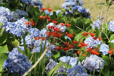 Close-up of red flowers in garden