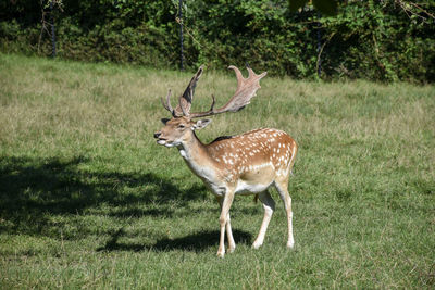 Deer standing in a field