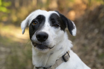 Close-up portrait of dog