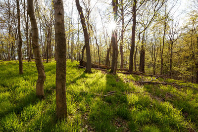 Scenic view of forest