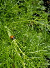 Close-up of ladybug on plant