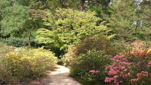 View of flower trees