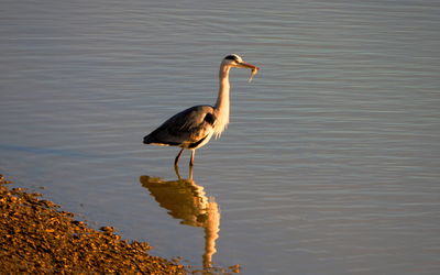 Bird in a lake