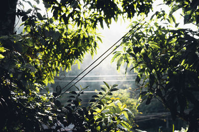 Close-up of plants against trees in forest