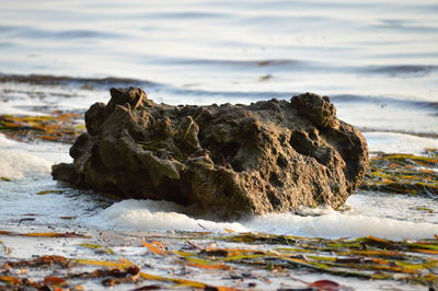 Close-up of rock on beach against sky