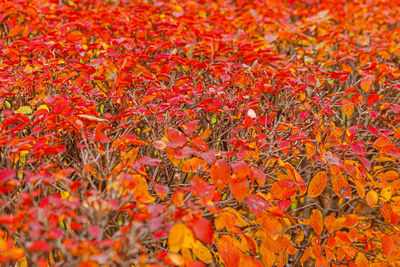Full frame shot of yellow flowering plants