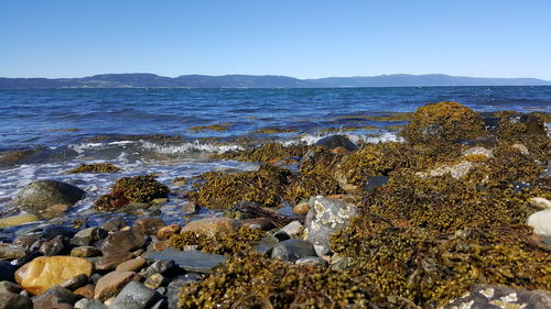 Scenic view of sea against clear sky