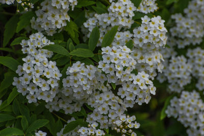 Close-up of white flowering plants