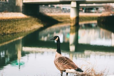 Duck swimming on lake