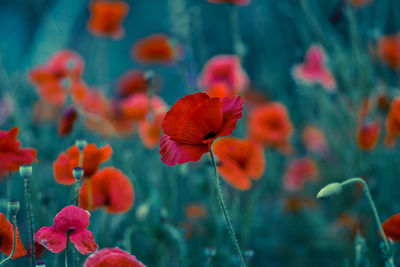 Close-up of red flower