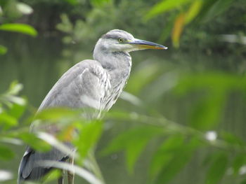 Close-up of gray heron perching on tree