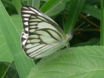 Close-up of butterfly on leaf