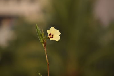 Close-up of white flower on plant