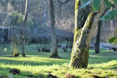 Plants growing on land