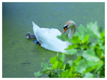 Swan swimming in lake