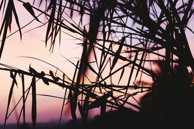Close-up of silhouette grass against sky during sunset