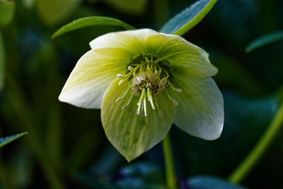 Close-up of white flowering plant