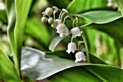 Close-up of white flowering plant