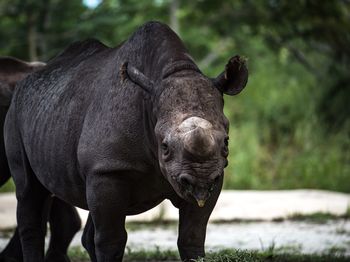 Close-up portrait of rhinoceros standing on field