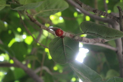 Close-up of grasshopper on tree